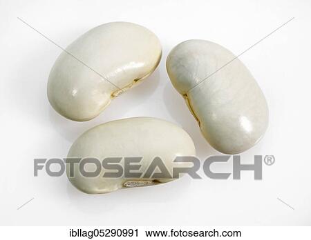 Garden Bean, Green Bean, Green Beans (phaseolus vulgaris), Butterfly Bean, French Beans called Soissons Beans Exemption View Large Photo Image Stock Image - Garden Bean, Green Bean, Green Beans (phaseolus vulgaris), Butterfly Bean, French Beans called Soissons Beans Exemption. Fotosearch