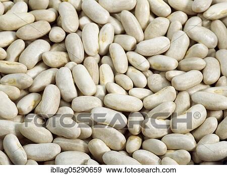Garden bean, Green bean, Green beans (phaseolus vulgaris), Papilionaceous plants View Large Photo Image Stock Photo - Garden bean, Green bean, Green beans (phaseolus vulgaris), Papilionaceous plants. Fotosearch