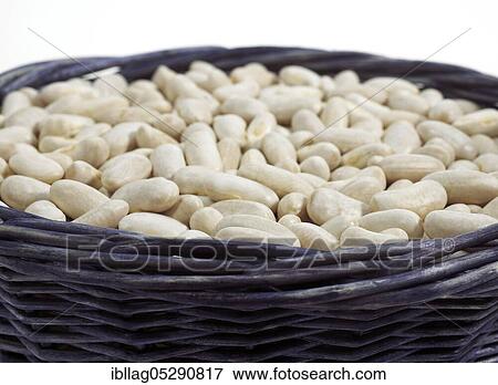 Garden Bean, Green Bean, Green Beans (phaseolus vulgaris), Butterfly Bean, French Beans called Mogette de Vendee, Beans against white background View Large Photo Image Stock Photo - Garden Bean, Green Bean, Green Beans (phaseolus vulgaris), Butterfly Bean, French Beans called Mogette de Vendee, Beans against white background. Fotosearch