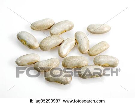 Garden Bean, Green Bean, Green Beans (phaseolus vulgaris), Papilionaceous Bean, French Beans called Mogette de Vendee, Beans cut out View Large Photo Image Stock Photo - Garden Bean, Green Bean, Green Beans (phaseolus vulgaris), Papilionaceous Bean, French Beans called Mogette de Vendee, Beans cut out. Fotosearch