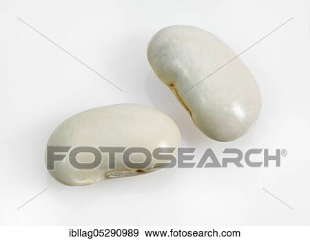 Garden Bean, Green Bean, Green Beans (phaseolus vulgaris), Butterfly Bean, French Soissons Beans View Large Photo Image Stock Photo - Garden Bean, Green Bean, Green Beans (phaseolus vulgaris), Butterfly Bean, French Soissons Beans. Fotosearch