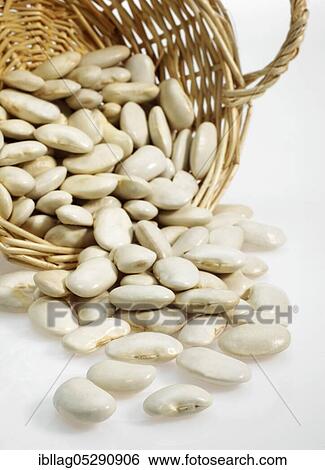 Garden Bean, Green Bean, Green Beans (phaseolus vulgaris), Butterfly Bean, French Beans called Soissons Beans Exemption View Large Photo Image Stock Photograph - Garden Bean, Green Bean, Green Beans (phaseolus vulgaris), Butterfly Bean, French Beans called Soissons Beans Exemption. Fotosearch