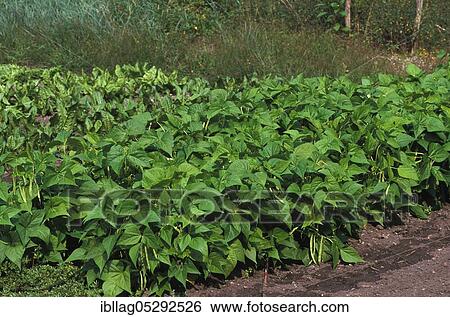 Garden Bean, Green Bean, Green Beans (phaseolus vulgaris), Butterfly Plant, Green Beans or French Beans at Vegetable Garden View Large Photo Image Stock Photograph - Garden Bean, Green Bean, Green Beans (phaseolus vulgaris), Butterfly Plant, Green Beans or French Beans at Vegetable Garden. Fotosearch