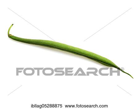 Stock Photography - Garden Bean, Green Bean, Green Beans (phaseolus vulgaris), Papilionaceous Bean, Green Beans or French Beans, Vegetable Freesheets. Fotosearch