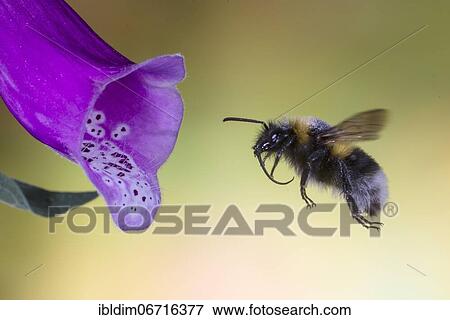 Garden bumblebee (Bombus ruderatus) flies to flower of foxglove, North Rhine-Westphalia, Germany, Europe View Large Photo Image Stock Photo - Garden bumblebee (Bombus ruderatus) flies to flower of foxglove, North Rhine-Westphalia, Germany, Europe. Fotosearch