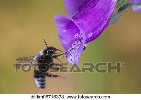 Garden bumblebee (Bombus ruderatus) flies to flower of foxglove, North Rhine-Westphalia, Germany, Europe View Large Photo Image Stock Photo - Garden bumblebee (Bombus ruderatus) flies to flower of foxglove, North Rhine-Westphalia, Germany, Europe. Fotosearch