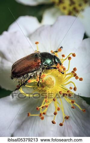 Garden Chafer (Phyllopertha horticola) View Large Photo Image Stock Image - Garden Chafer (Phyllopertha horticola). Fotosearch