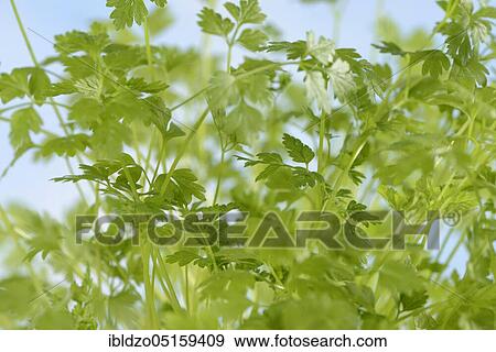 Garden chervil (Anthriscus cerefolium) View Large Photo Image Stock Photo - Garden chervil (Anthriscus cerefolium). Fotosearch