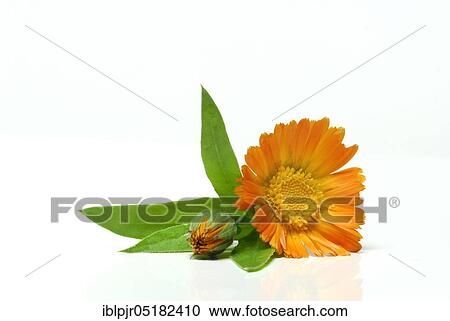 Garden Marigold (Calendula officinalis) View Large Photo Image Stock Image - Garden Marigold (Calendula officinalis). Fotosearch