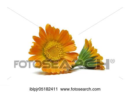 Stock Image - Garden Marigold (Calendula officinalis). Fotosearch