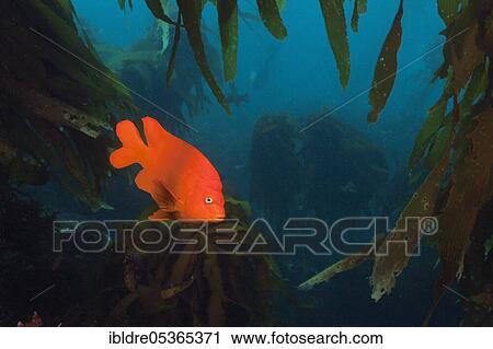 Garibaldi (fish) (Hypsypops rubicundus) in kelp forest, San Benito Island, Mexico, Central America View Large Photo Image Stock Image - Garibaldi (fish) (Hypsypops rubicundus) in kelp forest, San Benito Island, Mexico, Central America. Fotosearch