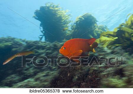 Garibaldi (fish) (Hypsypops rubicundus) in kelp forest, San Benito Island, Mexico, Central America View Large Photo Image Stock Photo - Garibaldi (fish) (Hypsypops rubicundus) in kelp forest, San Benito Island, Mexico, Central America. Fotosearch
