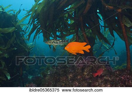 Stock Photography - Garibaldi (fish) (Hypsypops rubicundus) in kelp forest, San Benito Island, Mexico, Central America. Fotosearch