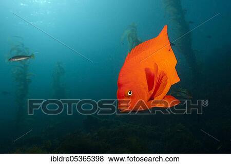 Stock Photo - Garibaldi (fish) (Hypsypops rubicundus), San Benito Island, Mexico, Central America. Fotosearch