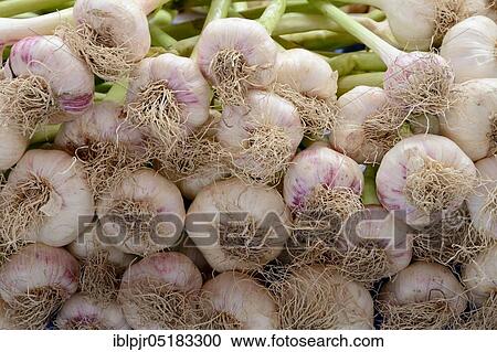 Stock Image - Garlic Bulbs (Allium sativum). Fotosearch