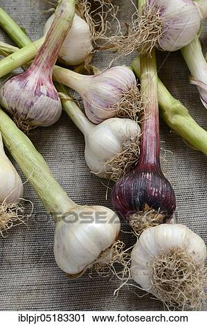 Stock Image - Garlic Bulbs (Allium sativum). Fotosearch
