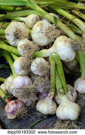 Garlic Bulbs (Allium sativum) View Large Photo Image Stock Image - Garlic Bulbs (Allium sativum). Fotosearch
