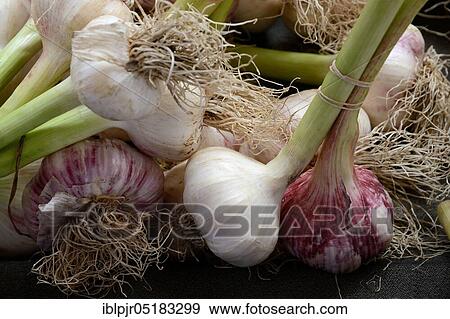 Stock Photo - Garlic Bulbs (Allium sativum). Fotosearch