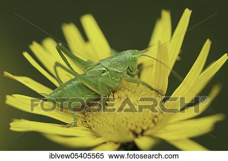 Gemeiner Grashuepfer (Chorthippus parallelus) Hegau, Baden-Wuerttemberg, Deutschland View Large Photo Image Stock Photography - Gemeiner Grashuepfer (Chorthippus parallelus) Hegau, Baden-Wuerttemberg, Deutschland. Fotosearch