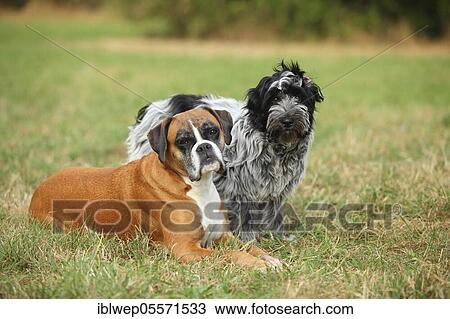 Stock Image - German Boxer and Schapendoes, puppy, 5 months. Fotosearch