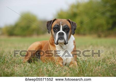 German Boxer, female, 8 years old View Large Photo Image Stock Image - German Boxer, female, 8 years old. Fotosearch