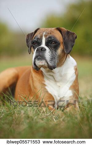 German Boxer, female, 8 years old View Large Photo Image Stock Image - German Boxer, female, 8 years old. Fotosearch