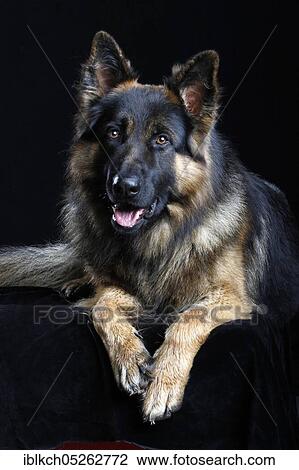 German Shepherd or Alsatian View Large Photo Image Stock Image - German Shepherd or Alsatian. Fotosearch