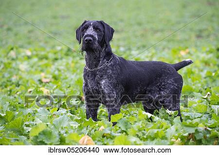 Stock Image - German wirehaired pointer. Fotosearch