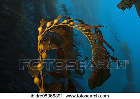 Giant Kelp Forest (Macrocystis pyrifera) Giant Giant Kelp, San Benito Island, Mexico, Central America View Large Photo Image Stock Image - Giant Kelp Forest (Macrocystis pyrifera) Giant Giant Kelp, San Benito Island, Mexico, Central America. Fotosearch