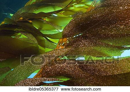 Stock Photo - Giant Kelp Forest (Macrocystis pyrifera) Giant Giant Kelp, San Benito Island, Mexico, Central America. Fotosearch