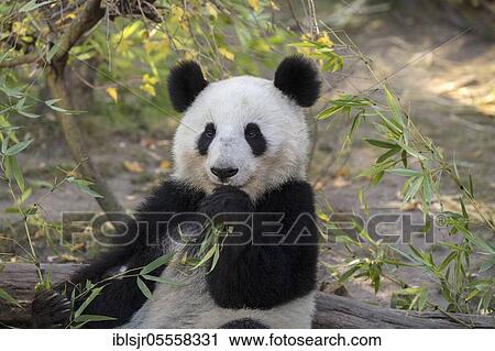 Giant Panda (Ailuropoda melanoleuca), juvenile, captive, occurrence China View Large Photo Image Stock Image - Giant Panda (Ailuropoda melanoleuca), juvenile, captive, occurrence China. Fotosearch