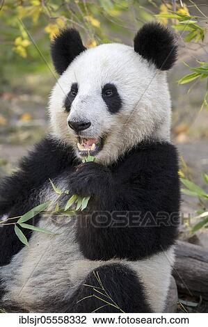 Giant Panda (Ailuropoda melanoleuca), juvenile, captive, occurrence China View Large Photo Image Stock Image - Giant Panda (Ailuropoda melanoleuca), juvenile, captive, occurrence China. Fotosearch