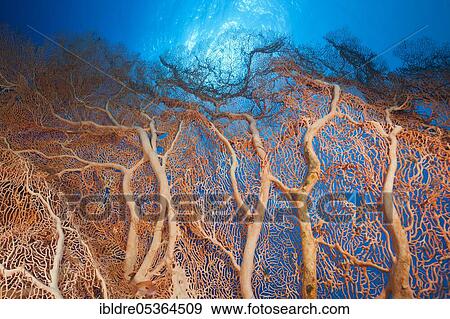 Stock Photo - Giant Seafan (Melithaea), Elphinstone, Red Sea, Egypt, Africa. Fotosearch