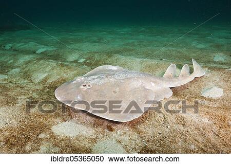 Stock Image - Giant tremor ray, Narcine entemedor, Cabo Pulmo National Park, Baja California Sur, Mexico, Central America. Fotosearch
