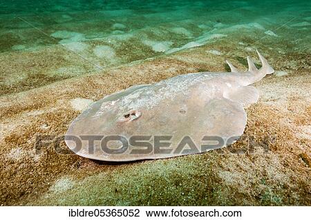Stock Image - Giant tremor ray, Narcine entemedor, Cabo Pulmo National Park, Baja California Sur, Mexico, Central America. Fotosearch