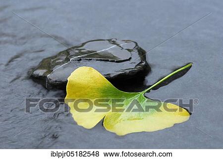 Stock Photo - Ginkgo, Leaf and stone ( Ginkgo biloba), Gingko. Fotosearch