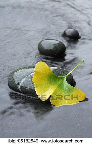Stock Photo - Ginkgo, Leaf and stone ( Ginkgo biloba), Gingko. Fotosearch