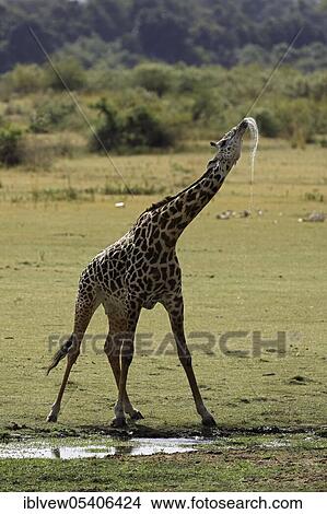Picture - Giraffe (Giraffa camelopardalis) drinking, South Luangwa National Park, Zambia, Africa. Fotosearch
