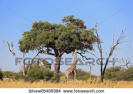 Picture - Giraffe (Giraffa camelopardalis) Savuti, Botswana, Africa. Fotosearch