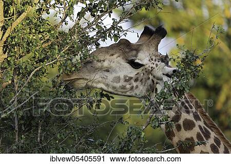 Giraffe (Giraffa camelopardalis) South Luangwa National Park, Zambia, Africa View Large Photo Image Stock Image - Giraffe (Giraffa camelopardalis) South Luangwa National Park, Zambia, Africa. Fotosearch