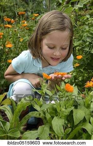 Girl smells marigold, Common marigold (Calendula officinalis) View Large Photo Image Stock Image - Girl smells marigold, Common marigold (Calendula officinalis). Fotosearch