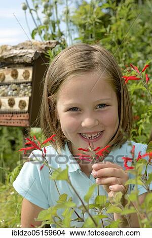 Girl smells of sage (Salvia officinalis), honeydew melon sage View Large Photo Image Picture - Girl smells of sage (Salvia officinalis), honeydew melon sage. Fotosearch