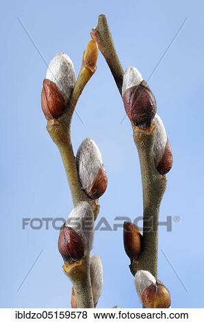 Goat willow (Salix caprea), bud, palm catkin, willow catkin View Large Photo Image Stock Photo - Goat willow (Salix caprea), bud, palm catkin, willow catkin. Fotosearch