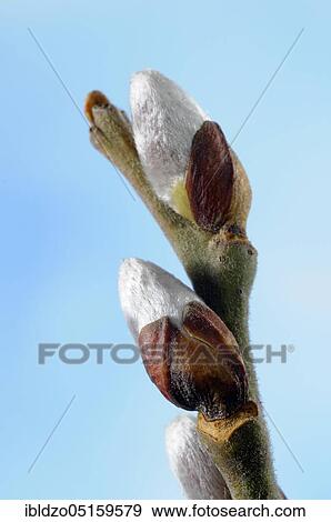 Goat willow (Salix caprea), bud, palm catkin, willow catkin View Large Photo Image Stock Photo - Goat willow (Salix caprea), bud, palm catkin, willow catkin. Fotosearch
