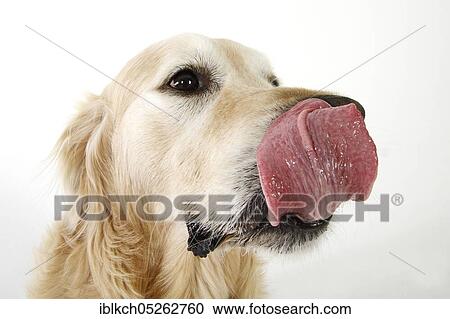 Golden Retriever, Tongue View Large Photo Image Stock Image - Golden Retriever, Tongue. Fotosearch