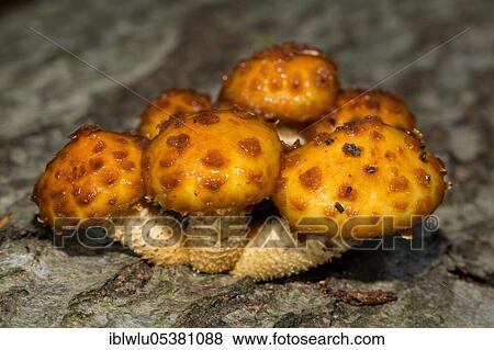 Golden Scalycap (Pholiota aurivella) View Large Photo Image Stock Photo - Golden Scalycap (Pholiota aurivella). Fotosearch
