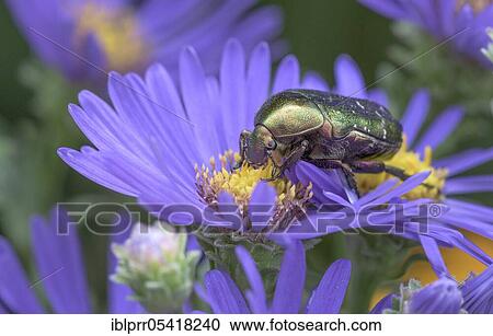 Stock Image - Golden Shining Rose Beetle (Cetonia aurata), Aster (Aster), Geo nature park Park Frau-Holle-Land, Hesse, Germany, Europe. Fotosearch