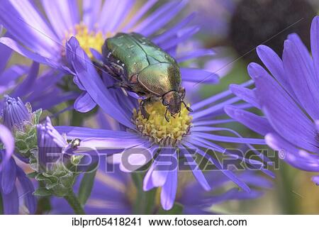 Golden Shining Rose Beetle (Cetonia aurata), Aster (Aster), Geo nature park Park Frau-Holle-Land, Hesse, Germany, Europe View Large Photo Image Stock Image - Golden Shining Rose Beetle (Cetonia aurata), Aster (Aster), Geo nature park Park Frau-Holle-Land, Hesse, Germany, Europe. Fotosearch