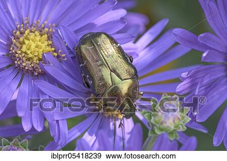 Stock Photo - Golden Shining Rose Beetle (Cetonia aurata) (Aster), Geo nature park Park Frau-Holle-Land, Hesse, Germany, Europe. Fotosearch