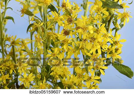Goldenrod (Solidago virgaurea) View Large Photo Image Stock Photo - Goldenrod (Solidago virgaurea). Fotosearch